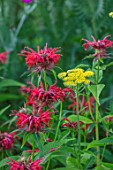 MITTON MANOR, STAFFORDSHIRE: PLANT PORTRAIT OF MONARDA CAMBRIDGE SCARLET. FLOWER, LATE SUMMER FLOWERING, RED, PERENNIAL, BORDER