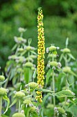 MITTON MANOR, STAFFORDSHIRE: CLOSE UP PLANT PORTRAIT OF THE YELLOW FLOWERS OF VERBASCUM COTSWOLD QUEEN WITH PHLOMIS. PLANT COMBINATION, PERENNIAL, SPIRES, LATE SUMMER FLOWERING