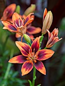MITTON MANOR, STAFFORDSHIRE: CLOSE UP PLANT PORTRAIT OF THE ORANGE AND BURGUNDY FLOWERS OF LILIUM TWOSOME. PERENNIAL, LILY, LILIES, EXOTIC, BI-COLOURED, PERENNIAL