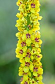 MITTON MANOR, STAFFORDSHIRE: CLOSE UP PLANT PORTRAIT OF THE YELLOW FLOWERS OF VERBASCUM COTSWOLD QUEEN . PERENNIAL, SPIRE, LATE SUMMER FLOWERING, TALL, UPRIGHT FLOWERS