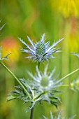 AVONDALE NURSERIES, COVENTRY: BLUE, SILVER FLOWERS OF ERYNGIUM ELECTRIC HAZE, DECIDOUS, PERENNIALS, SPIKES, SPIKEY, PRICKLY, SEA HOLLY, INSECTS