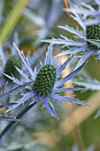 AVONDALE NURSERIES, COVENTRY: BLUE, SILVER FLOWERS OF ERYNGIUM BIG BLUE, DECIDOUS, PERENNIALS, SPIKES, SPIKEY, PRICKLY, SEA HOLLY, INSECTS