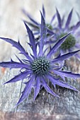 AVONDALE NURSERIES, COVENTRY: BLUE, SILVER FLOWERS OF ERYNGIUM DOVE COTTAGE HYBRID, DECIDOUS, PERENNIALS, SPIKES, SPIKEY, PRICKLY, SEA HOLLY, INSECTS