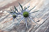 AVONDALE NURSERIES, COVENTRY: BLUE, SILVER FLOWERS OF ERYNGIUM INDIGO STAR, DECIDOUS, PERENNIALS, SPIKES, SPIKEY, PRICKLY, SEA HOLLY, INSECTS