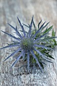 AVONDALE NURSERIES, COVENTRY: BLUE, SILVER FLOWERS OF ERYNGIUM X ZABELII VIOLETTA, DECIDOUS, PERENNIALS, SPIKES, SPIKEY, PRICKLY, SEA HOLLY, INSECTS