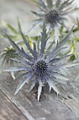 AVONDALE NURSERIES, COVENTRY: BLUE, SILVER FLOWERS OF ERYNGIUM SERBICUM, DECIDOUS, PERENNIALS, SPIKES, SPIKEY, PRICKLY, SEA HOLLY, INSECTS