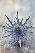AVONDALE NURSERIES, COVENTRY: BLUE, SILVER, BLUE FLOWERS OF ERYNGIUM ELECTRIC HAZE. DECIDOUS, PERENNIALS, SPIKES, SPIKEY, PRICKLY, SEA HOLLY, BUTTON SNAKEROOT