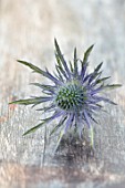 AVONDALE NURSERIES, COVENTRY: BLUE, SILVER, BLUE FLOWERS OF ERYNGIUM ELECTRIC HAZE. DECIDOUS, PERENNIALS, SPIKES, SPIKEY, PRICKLY, SEA HOLLY, BUTTON SNAKEROOT