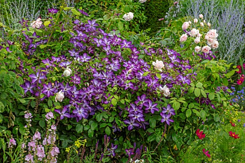 MORTON_HALL_SHROPSHIRE_THE_SOUTH_GARDEN_IN_SUMMER_JULY_HERBACEOUS_BORDER_ROSE__ROSA_MADAME_FIGARO_CL