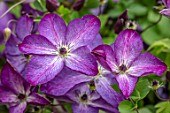 MORTON HALL, SHROPSHIRE: PLANT PORTRAIT OF BLUE, PURPLE, FLOWERS OF CLEMATIS VITICELLA VENOSA VIOLACEA. CLIMBING, CLIMBERS, FLOWERING, BLOOMS, SUMMER, JULY