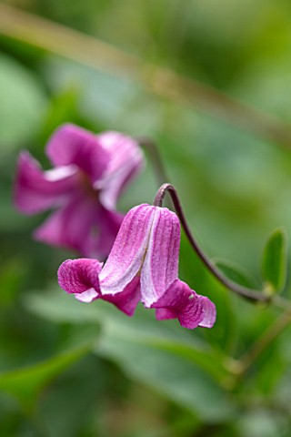 MORTON_HALL_SHROPSHIRE_PLANT_PORTRAIT_OF_PINK_PURPLE_FLOWERS_OF_CLEMATIS_QUEEN_MOTHER_CLIMBING_CLIMB