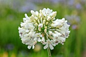 BROADLEIGH GARDENS SOMERSET: PLANT PORTRAIT OF THE WHITE FLOWER OF AGAPANTHUS SNOW CRYSTAL. FLOWERS, SUMMER, BULBS, FLOWERING, HERBACEOUS, PERENNIALS, AFRICAN LILY