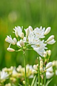 BROADLEIGH GARDENS SOMERSET: PLANT PORTRAIT OF THE WHITE, FLOWER OF AGAPANTHUS DOUBLE DIAMOND. FLOWERS, SUMMER, BULBS, FLOWERING, HERBACEOUS, PERENNIALS, AFRICAN LILY