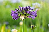 BROADLEIGH GARDENS SOMERSET: PLANT PORTRAIT OF THE DARK, PURPLE, FLOWER OF AGAPANTHUS PURPLE DELIGHT. FLOWERS, SUMMER, BULBS, FLOWERING, HERBACEOUS, PERENNIALS, AFRICAN LILY