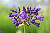 BROADLEIGH GARDENS SOMERSET: PLANT PORTRAIT OF THE DARK, PURPLE, FLOWER OF AGAPANTHUS PURPLE DELIGHT. FLOWERS, SUMMER, BULBS, FLOWERING, HERBACEOUS, PERENNIALS, AFRICAN LILY