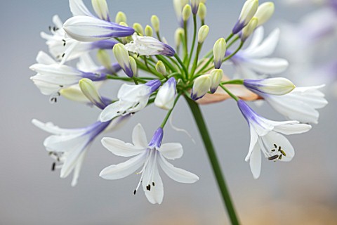 BROADLEIGH_GARDENS_SOMERSET_PLANT_PORTRAIT_OF_THE_WHITE_BLUE_FLOWER_OF_AGAPANTHUS_TWISTER_FLOWERS_SU