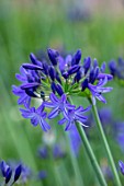 BROADLEIGH GARDENS SOMERSET: PLANT PORTRAIT OF THE BLUE FLOWER OF AGAPANTHUS NORTHERN STAR. FLOWERS, SUMMER, BULBS, FLOWERING, HERBACEOUS, PERENNIALS, AFRICAN LILY
