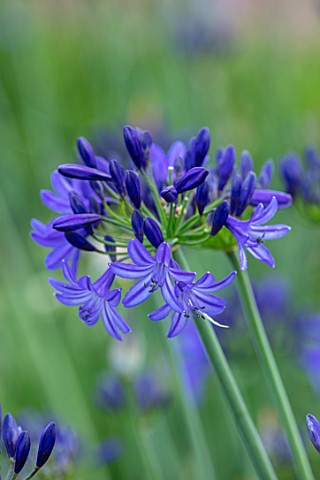 BROADLEIGH_GARDENS_SOMERSET_PLANT_PORTRAIT_OF_THE_BLUE_FLOWER_OF_AGAPANTHUS_NORTHERN_STAR_FLOWERS_SU