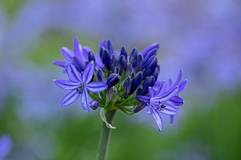 BROADLEIGH_GARDENS_SOMERSET_PLANT_PORTRAIT_OF_THE_BLUE_FLOWER_OF_AGAPANTHUS_NORTHERN_STAR_FLOWERS_SU