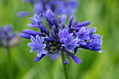 BROADLEIGH GARDENS SOMERSET: PLANT PORTRAIT OF THE BLUE FLOWER OF AGAPANTHUS SUPER STAR . FLOWERS, SUMMER, BULBS, FLOWERING, HERBACEOUS, PERENNIALS, AFRICAN LILY