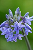 BROADLEIGH GARDENS SOMERSET: PLANT PORTRAIT OF THE BLUE FLOWER OF AGAPANTHUS CASTLE OF MEY . FLOWERS, SUMMER, BULBS, FLOWERING, HERBACEOUS, PERENNIALS, AFRICAN LILY