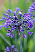 BROADLEIGH GARDENS SOMERSET: PLANT PORTRAIT OF THE BLUE FLOWER OF AGAPANTHUS KOBULD . FLOWERS, SUMMER, BULBS, FLOWERING, HERBACEOUS, PERENNIALS, AFRICAN LILY
