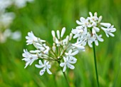 BROADLEIGH GARDENS SOMERSET: PLANT PORTRAIT OF THE WHITE  FLOWERS OF AGAPANTHUS HEADBOURNE WHITE. FLOWERS, SUMMER, BULBS, FLOWERING, HERBACEOUS, PERENNIALS, AFRICAN LILY