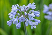 BROADLEIGH GARDENS SOMERSET: PLANT PORTRAIT OF THE BLUE FLOWERS OF AGAPANTHUS HEADBOURNE BLUE. FLOWERS, SUMMER, BULBS, FLOWERING, HERBACEOUS, PERENNIALS, AFRICAN LILY