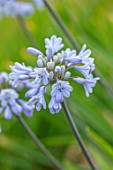 BROADLEIGH GARDENS SOMERSET: PLANT PORTRAIT OF THE BLUE FLOWERS OF AGAPANTHUS HEADBOURNE BLUE. FLOWERS, SUMMER, BULBS, FLOWERING, HERBACEOUS, PERENNIALS, AFRICAN LILY