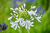 BROADLEIGH GARDENS SOMERSET: PLANT PORTRAIT OF THE BLUE, WHITE FLOWERS OF AGAPANTHUS QUEEN MUM. FLOWERS, SUMMER, BULBS, FLOWERING, HERBACEOUS, PERENNIALS, AFRICAN LILY