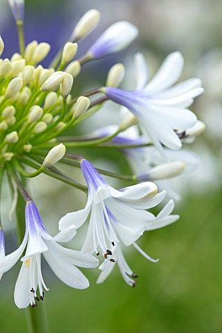 BROADLEIGH_GARDENS_SOMERSET_PLANT_PORTRAIT_OF_THE_BLUE_WHITE_FLOWERS_OF_AGAPANTHUS_QUEEN_MUM_FLOWERS