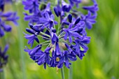 BROADLEIGH GARDENS SOMERSET: PLANT PORTRAIT OF THE DARK, BLUE, PURPLE FLOWERS OF AGAPANTHUS. FLOWERS, SUMMER, BULBS, FLOWERING, HERBACEOUS, PERENNIALS, AFRICAN LILY
