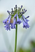 BROADLEIGH GARDENS SOMERSET: PLANT PORTRAIT OF THE BLUE, GREY FLOWERS OF AGAPANTHUS INAPERTUS PENDULUS. FLOWERS, SUMMER, BULBS, FLOWERING, HERBACEOUS, PERENNIALS, AFRICAN LILY