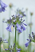 BROADLEIGH GARDENS SOMERSET: PLANT PORTRAIT OF THE BLUE, GREY FLOWERS OF AGAPANTHUS INAPERTUS PENDULUS. FLOWERS, SUMMER, BULBS, FLOWERING, HERBACEOUS, PERENNIALS, AFRICAN LILY