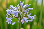 BROADLEIGH GARDENS SOMERSET: PLANT PORTRAIT OF THE BLUE, GREY FLOWERS OF AGAPANTHUS STORM CLOUD. FLOWERS, SUMMER, BULBS, FLOWERING, HERBACEOUS, PERENNIALS, AFRICAN LILY