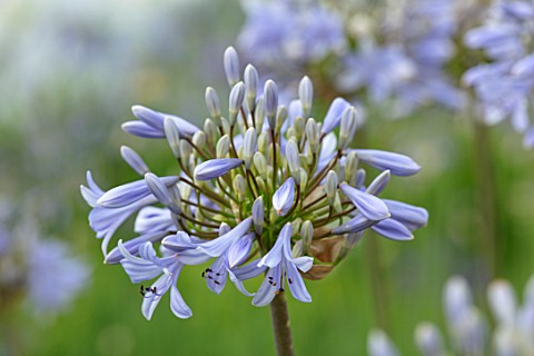 BROADLEIGH_GARDENS_SOMERSET_PLANT_PORTRAIT_OF_THE_BLUE_GREY_FLOWERS_OF_AGAPANTHUS_STORM_CLOUD_FLOWER