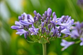 BROADLEIGH GARDENS SOMERSET: PLANT PORTRAIT OF THE BLUE, GREY FLOWERS OF AGAPANTHUS MEGANS MAUVE. FLOWERS, SUMMER, BULBS, FLOWERING, HERBACEOUS, PERENNIALS, AFRICAN LILY