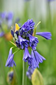 BROADLEIGH GARDENS SOMERSET: PLANT PORTRAIT OF THE BLUE, FLOWERS OF AGAPANTHUS DYERI. FLOWERS, SUMMER, BULBS, FLOWERING, HERBACEOUS, PERENNIALS, AFRICAN LILY