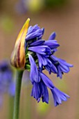 BROADLEIGH GARDENS SOMERSET: PLANT PORTRAIT OF THE BLUE, FLOWERS OF AGAPANTHUS DYERI. FLOWERS, SUMMER, BULBS, FLOWERING, HERBACEOUS, PERENNIALS, AFRICAN LILY