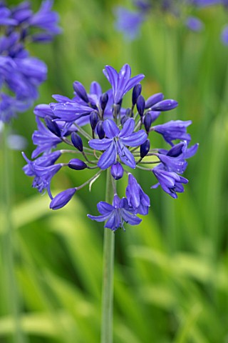 BROADLEIGH_GARDENS_SOMERSET_PLANT_PORTRAIT_OF_THE_BLUE_FLOWERS_OF_AGAPANTHUS_ROYAL_BLUE_FLOWERS_SUMM