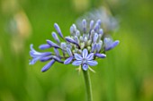 BROADLEIGH GARDENS SOMERSET: PLANT PORTRAIT OF THE BLUE FLOWERS OF AGAPANTHUS STORM CLOUD. FLOWERS, SUMMER, BULBS, FLOWERING, HERBACEOUS, PERENNIALS, AFRICAN LILY