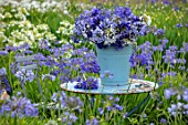 BROADLEIGH GARDENS SOMERSET: BLUE TABLE, BUCKET, CONTAINER WITH AGAPANTHUS, FIELD OF AGAPANTHUS. FLOWERS, FLOWERING, STILL, LIFE,BLUE, WHITE