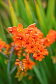 BROADLEIGH GARDENS SOMERSET: PLANT PORTRAIT OF ORANGE FLOWERS OF CROCOSMIA OKOVANGO. FLOWERING, PERENNIALS, HERBACEOUS, SUMMER, JULY
