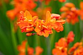 BROADLEIGH GARDENS SOMERSET: PLANT PORTRAIT OF ORANGE FLOWERS OF CROCOSMIA OKOVANGO. FLOWERING, PERENNIALS, HERBACEOUS, SUMMER, JULY
