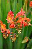 BROADLEIGH GARDENS SOMERSET: PLANT PORTRAIT OF ORANGE FLOWERS OF CROCOSMIA LIMPOPO FLOWERING, PERENNIALS, HERBACEOUS, SUMMER, JULY