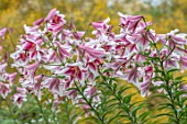 BROADLEIGH GARDENS SOMERSET: PLANT PORTRAIT OF PINK, WHITE FLOWERS OF LILY - LILIUM FRISO . FLOWERING, BULBS, SUMMER, JULY, PETALS, LILLIES