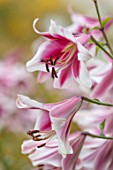 BROADLEIGH GARDENS SOMERSET: PLANT PORTRAIT OF PINK, WHITE FLOWERS OF LILY - LILIUM FRISO . FLOWERING, BULBS, SUMMER, JULY, PETALS, LILLIES