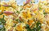 BROADLEIGH GARDENS SOMERSET: PLANT PORTRAIT OF YELLOW, FLOWERS OF LILY - LILIUM ORANIA. FLOWERING, BULBS, SUMMER, JULY, PETALS, LILLIES, FRAGRANT, ORIENPET, PALE, APRICOT