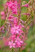 BROADLEIGH GARDENS SOMERSET: PLANT PORTRAIT OF PINK FLOWERS OF WATSONIA. BULBS, FLOWERING, JULY