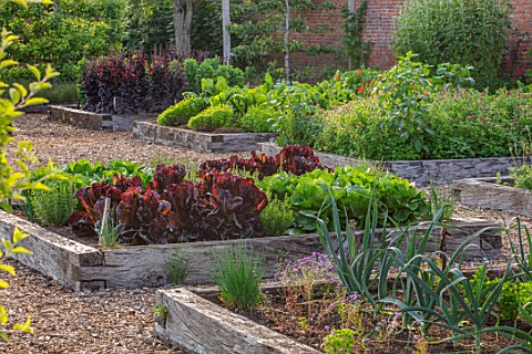 HAMPTON_COURT_CASTLE_HEREFORDSHIRE_THE_KITCHEN_GARDEN__RAISED_WOODEN_BEDS_WITH_LETTUCES__LETTUCE_RED